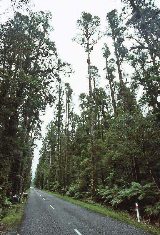 WT 0200 044-24 New Zealand.jpg